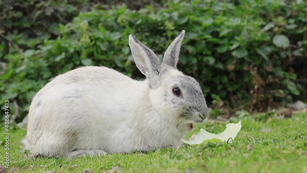 bunny eat chew green leaf. Animals food and pets concept. Adorable fluffy little rabbit chews a green leaf of cabbage. Zoo, farm. High quality FullHD footage bunny eat chew green leaf. Animals food and pets concept. Adorable fluffy little rabbit chews a green leaf of cabbage. Zoo, farm. High quality FullHD footage