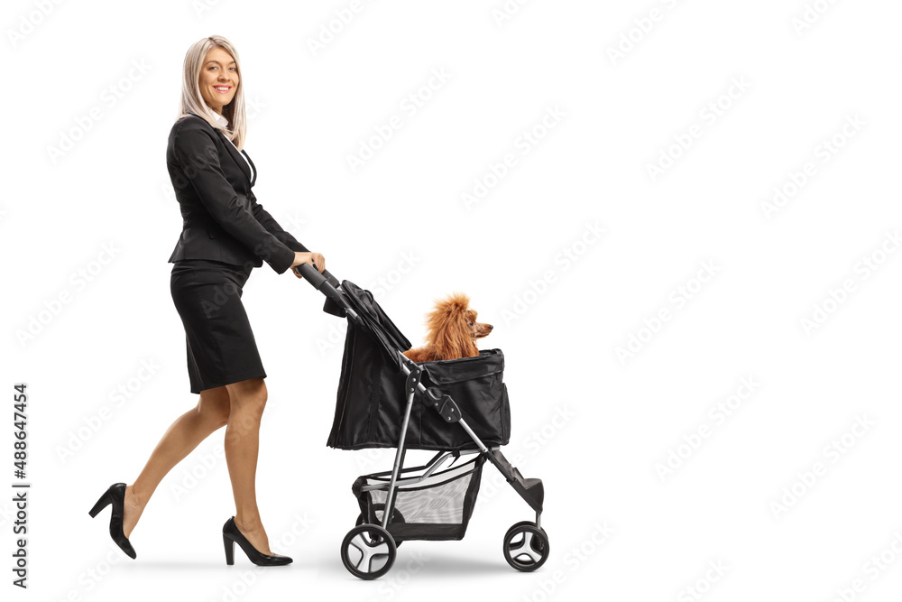 Businesswoman pushing a dog in a stroller Businesswoman pushing a dog in a stroller