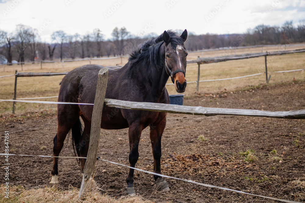 Close up portrait of brown adult horse stud in black halter standing and muzzle graze in meadow, Beautiful bay horse walking in paddock on farm field, autumn winter day, blurred background, cloudy sky Close up portrait of brown adult horse stud in black halter standing and muzzle graze in meadow, Beautiful bay horse walking in paddock on farm field, autumn winter day, blurred background, cloudy sky