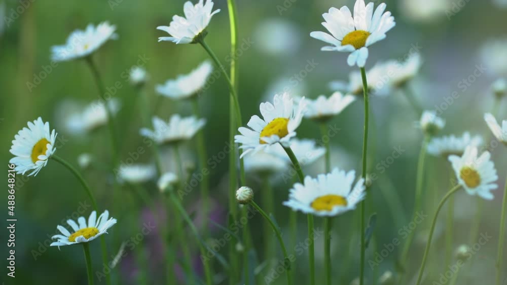 Meadow chamomile flowers swing in the wind, a beautiful field, a natural landscape. An airy artistic image. High quality 4k footage Meadow chamomile flowers swing in the wind, a beautiful field, a natural landscape. An airy artistic image. High quality 4k footage