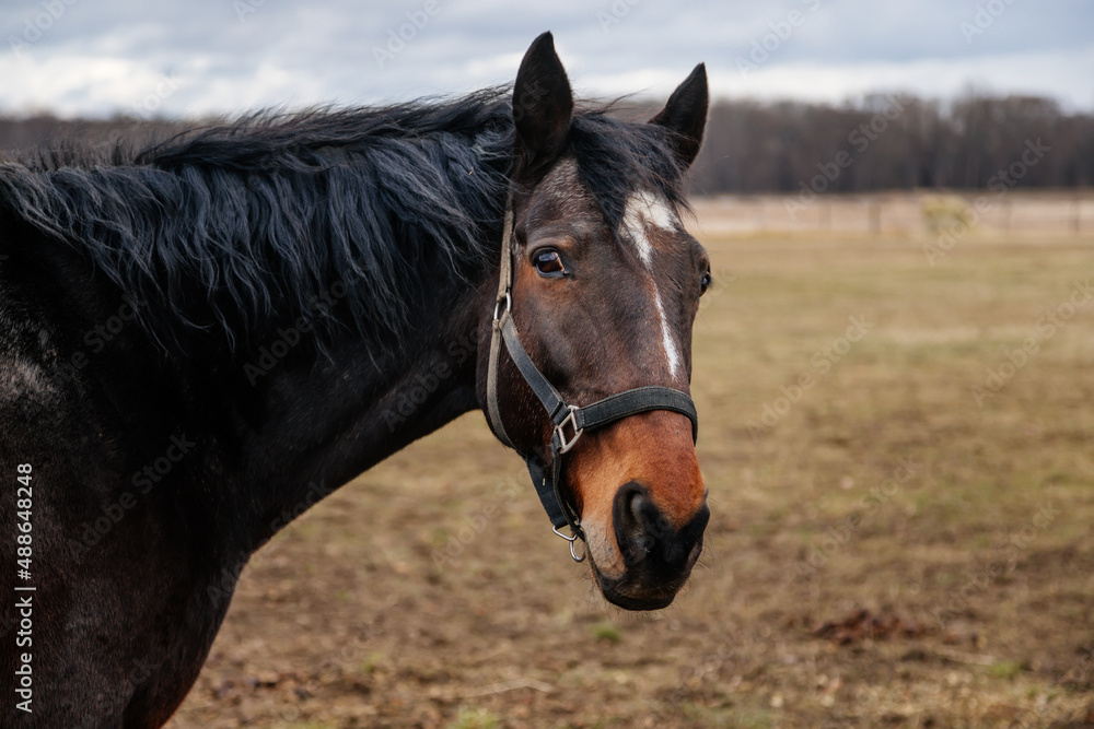 Obraz premium Close up portrait of brown adult horse stud in black halter standing and muzzle graze in meadow, Beautiful bay horse walking in paddock on farm field, autumn winter day, blurred background, cloudy sky