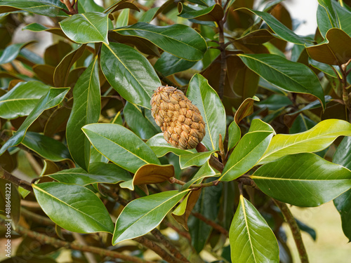 Close up on Rose-coloured to light brown fruit, ovoid and polyfollicle of Magnolia grandiflora with cluster of dark-green leaves