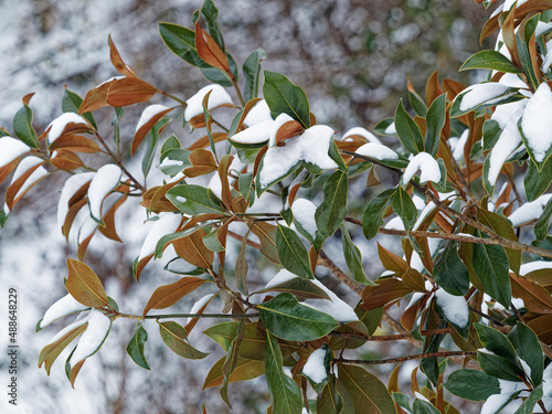 Southern magnolia or magnolia grandiflora in winter. Branches with clusters of dark-green foliage, stiff and leathery, scurfy and yellow-brown underneath covered with snow photo