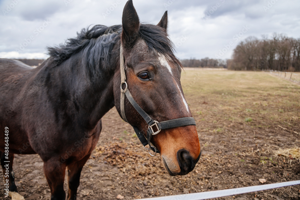 Fototapeta premium Close up portrait of brown adult horse stud in black halter standing and muzzle graze in meadow, Beautiful bay horse walking in paddock on farm field, autumn winter day, blurred background, cloudy sky