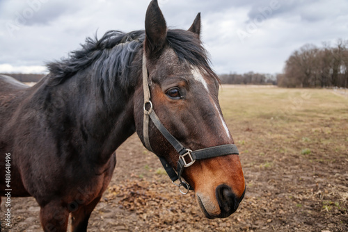 Close up portrait of brown adult horse stud in black halter standing and muzzle graze in meadow  Beautiful bay horse walking in paddock on farm field  autumn winter day  blurred background  cloudy sky