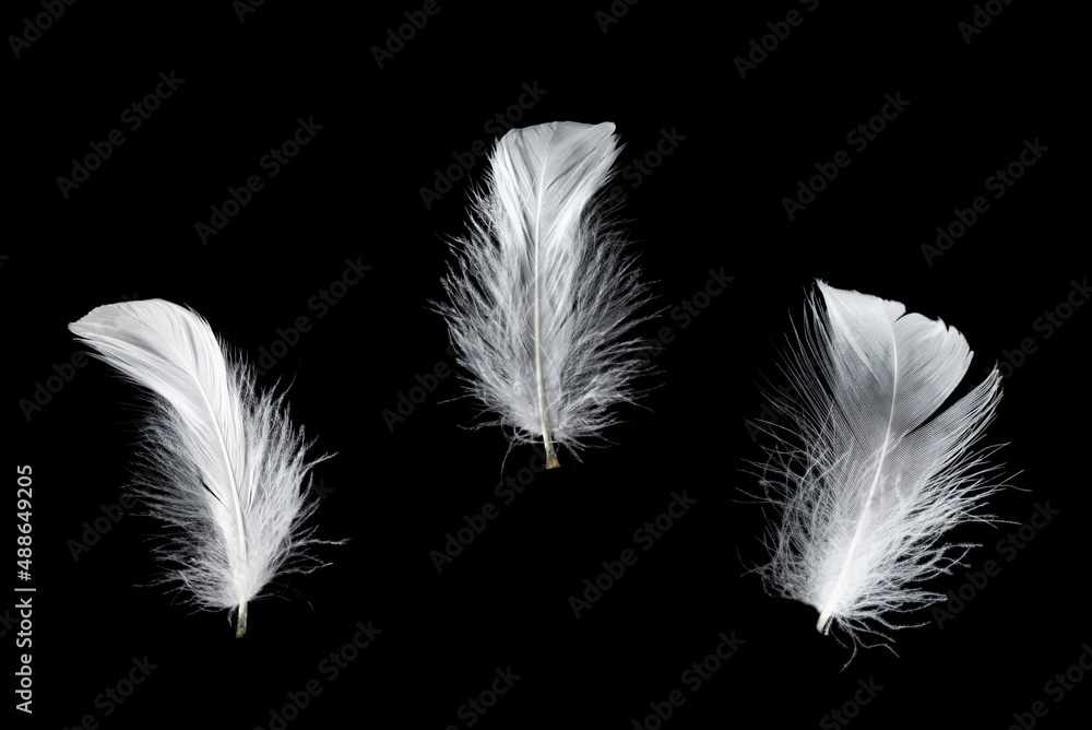 White feather isolated on a black background.