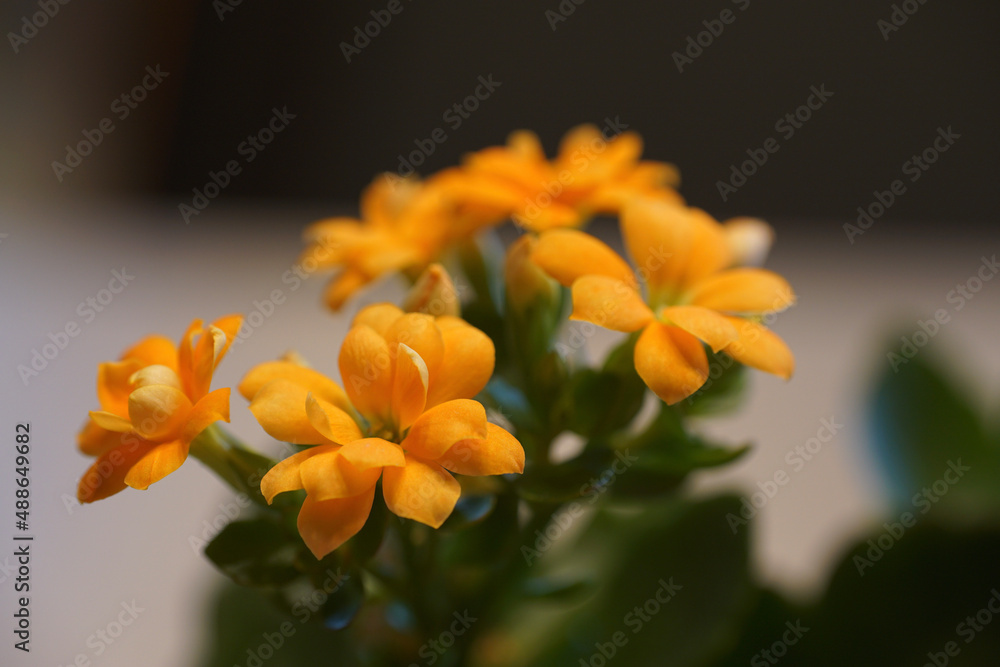 Fototapeta premium orange flower in the garden