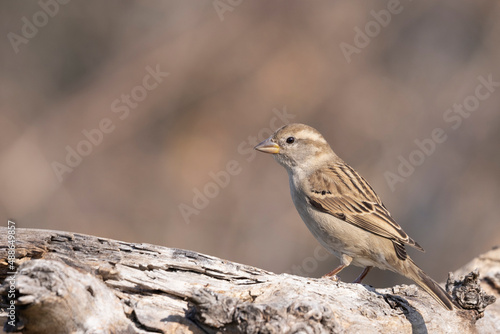 The female Italian sparrow (Passer italiae)