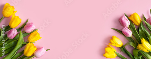 Tulips on a pink background. Banner from spring flowers.