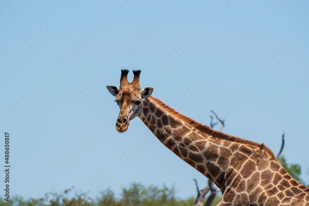 giraffe