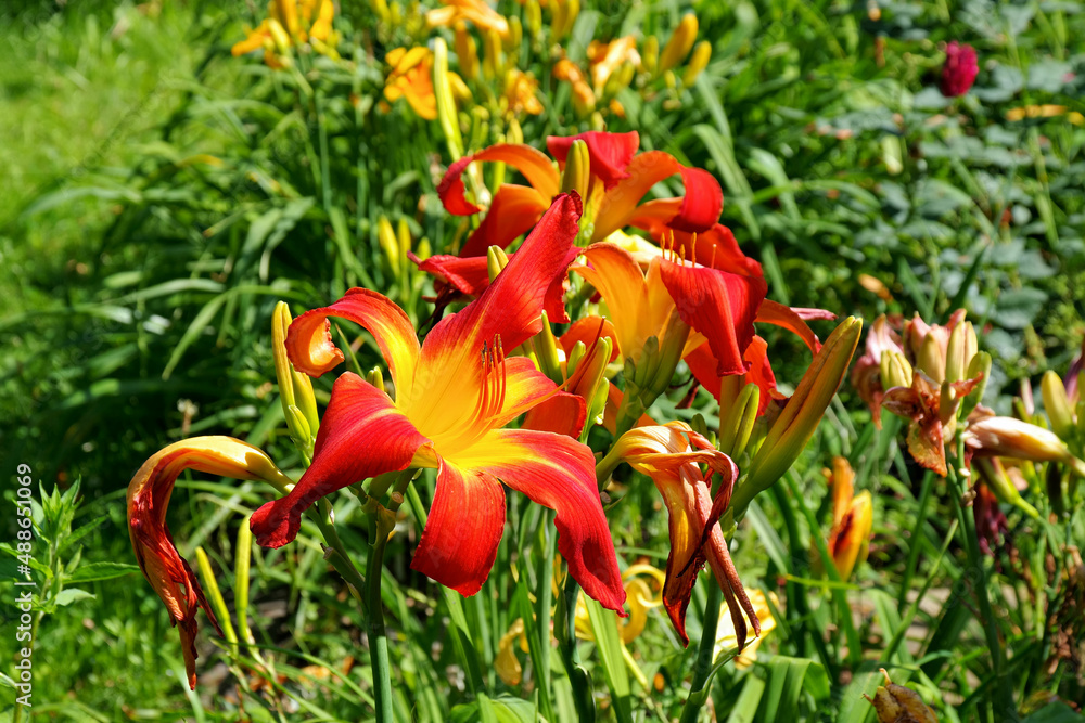 Taglilie Red Suspenders - daylily of the species Red Suspenders in summer