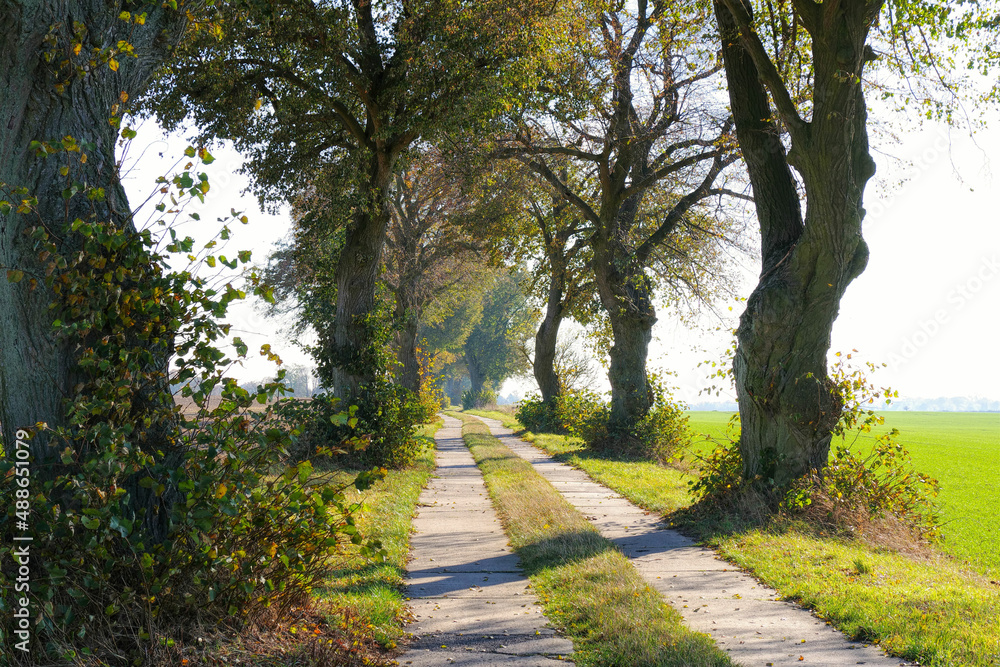 Allee in der Uckermark im Herbst, kleiner Feldweg - Tree avenue in autumn, small field path Allee in der Uckermark im Herbst, kleiner Feldweg - Tree avenue in autumn, small field path