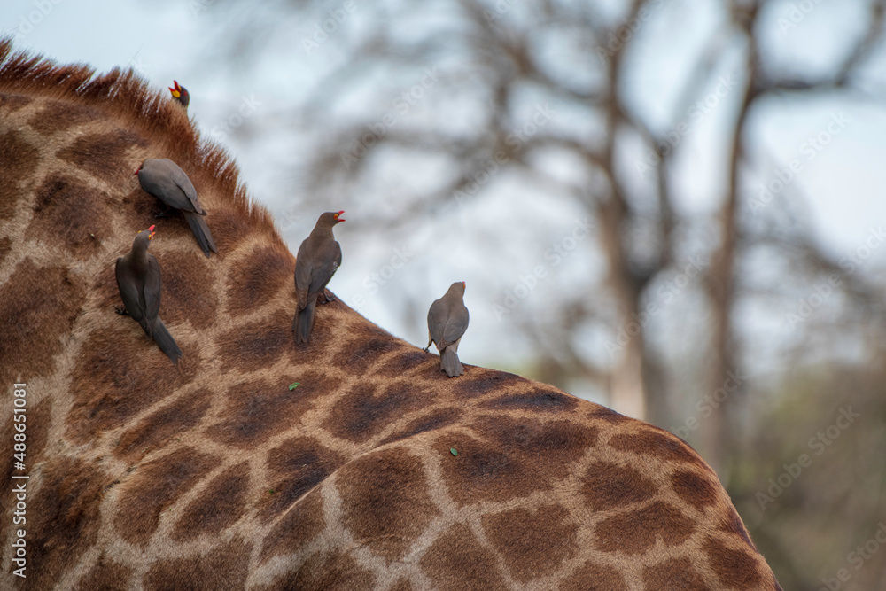 giraffe