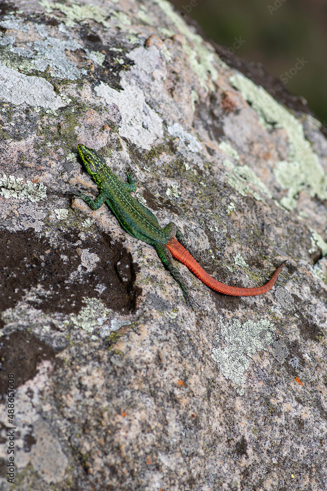 Sekukhune flat lizard