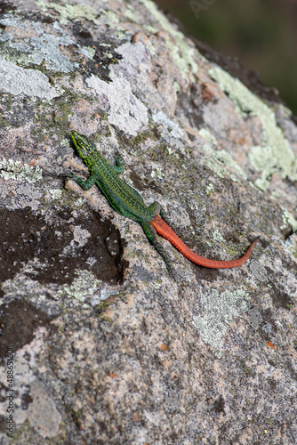 Obraz na płótnie Sekukhune flat lizard w salonie