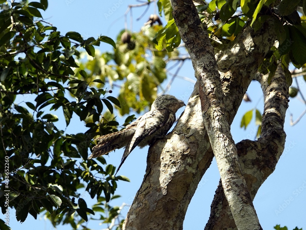 Fototapeta premium The common potoo, or poor-me-ones (Nyctibius griseus), or urutau is one of seven species within the genus Nyctibius. Amazon rainforest, Brazil.