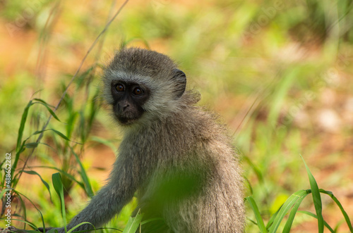 Obraz na płótnie Monkey w salonie