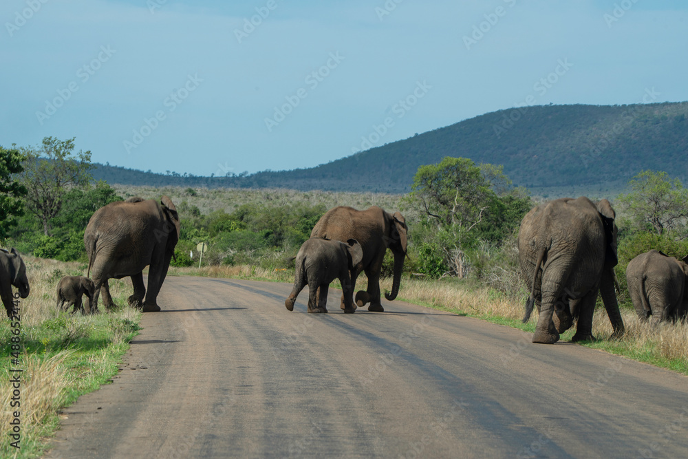 African Elephant