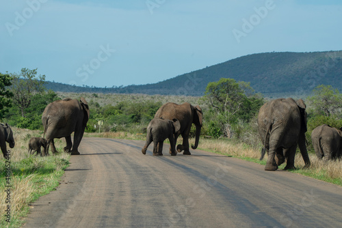 Obraz na płótnie African Elephant w salonie