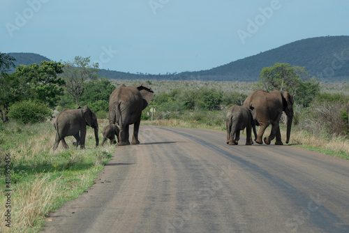 Obraz na płótnie African Elephant w salonie