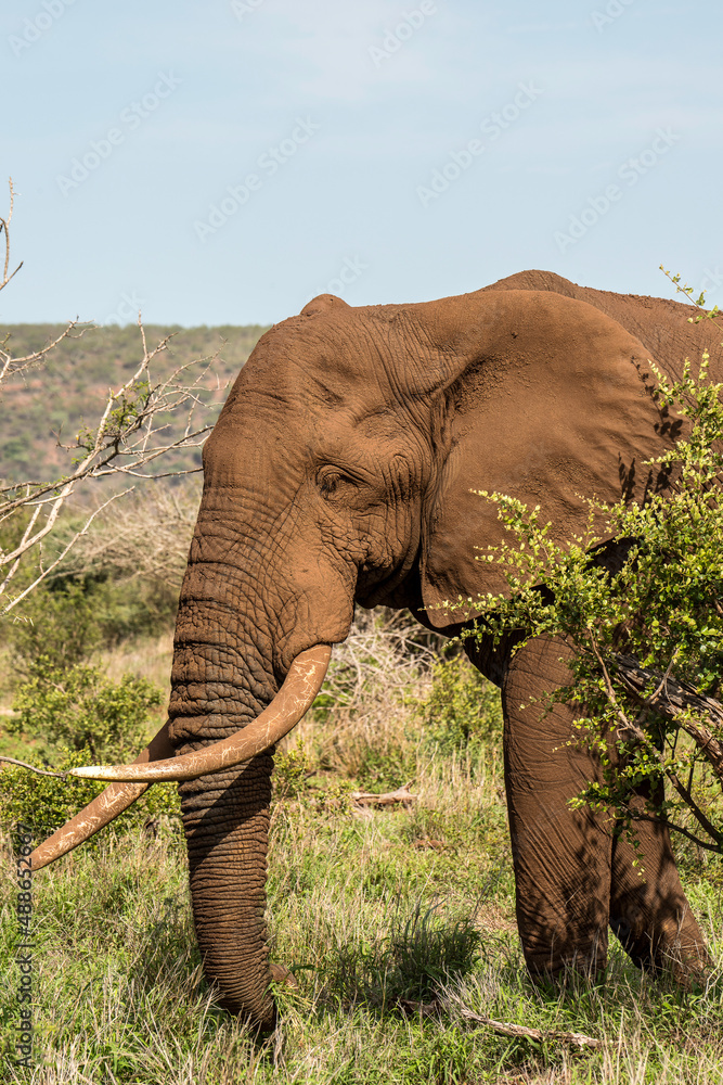 African Elephant