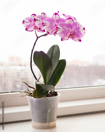 Phalaenopsis Magic Art photo