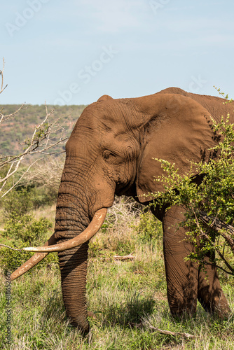 Obraz na płótnie African Elephant w salonie