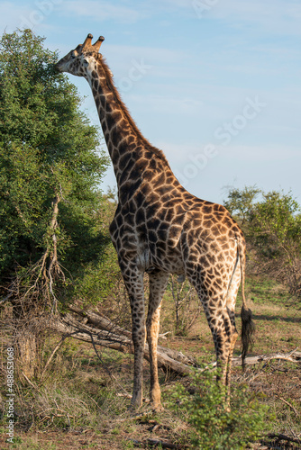 Obraz na płótnie Giraffe w salonie