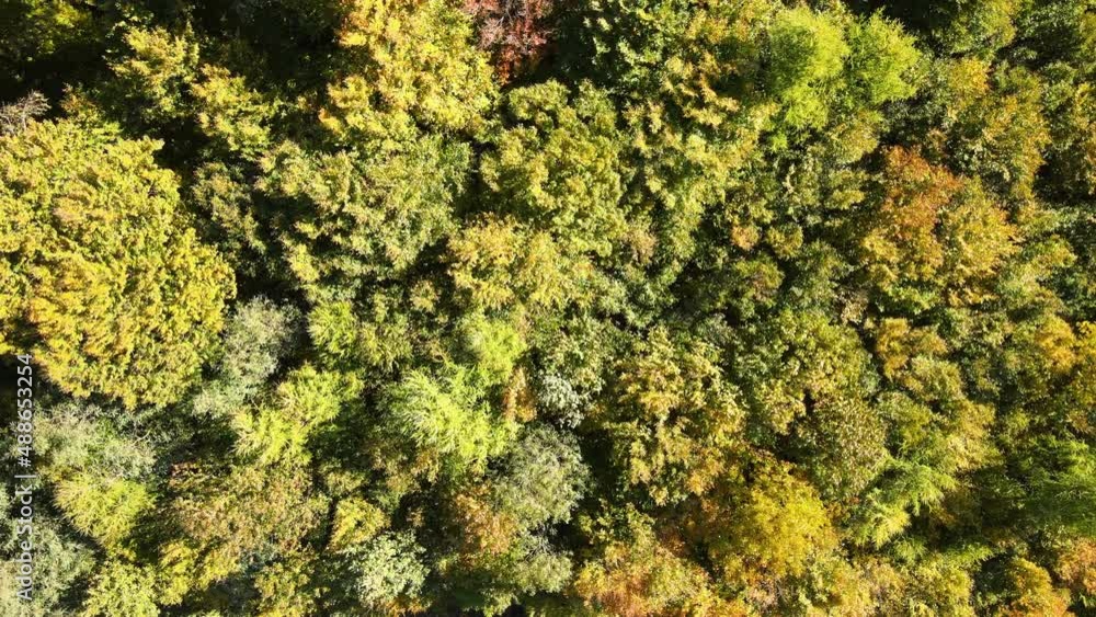 Aerial view of lush forest with green and yellow trees canopies swaying on wind in autumn woods on sunny day