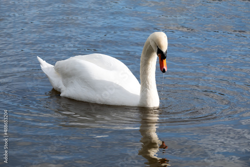 Mute Swan (Cygnus olor) against a background of blue water ripples