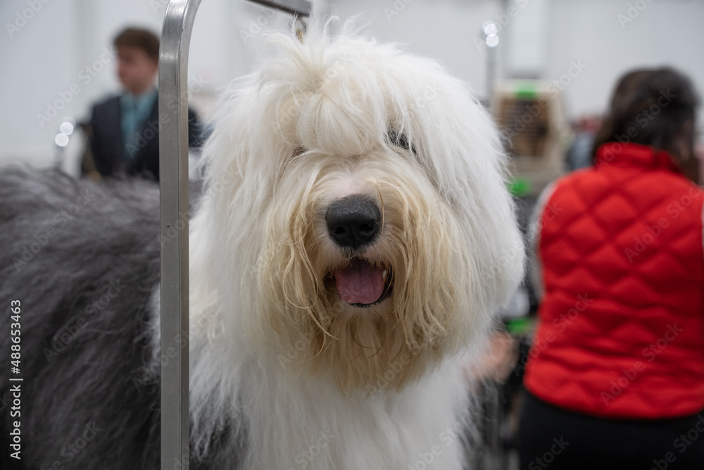 old english sheep dog close up portrait is looking at you