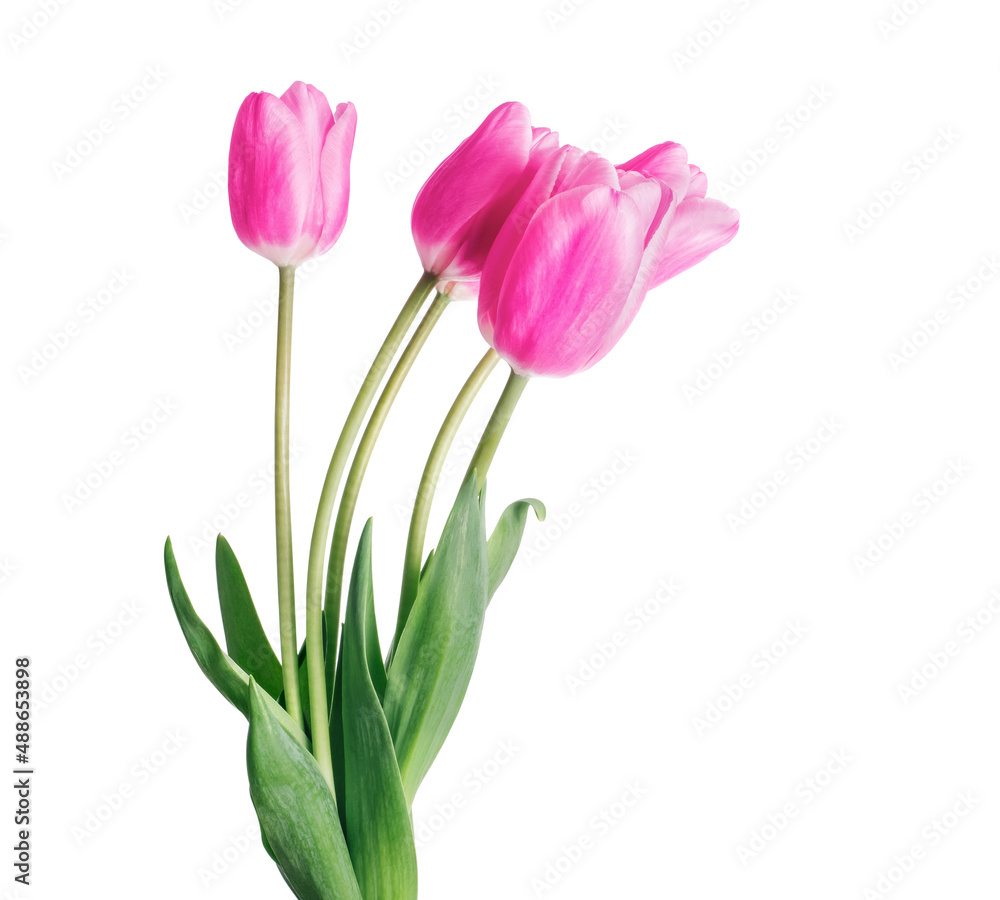 Bouquet of five pink tulips isolated on white background - obrazy, fototapety, plakaty 