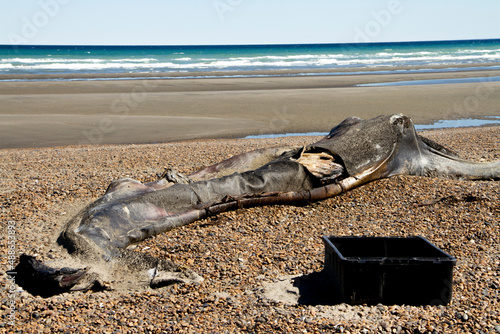 ballena franca austral