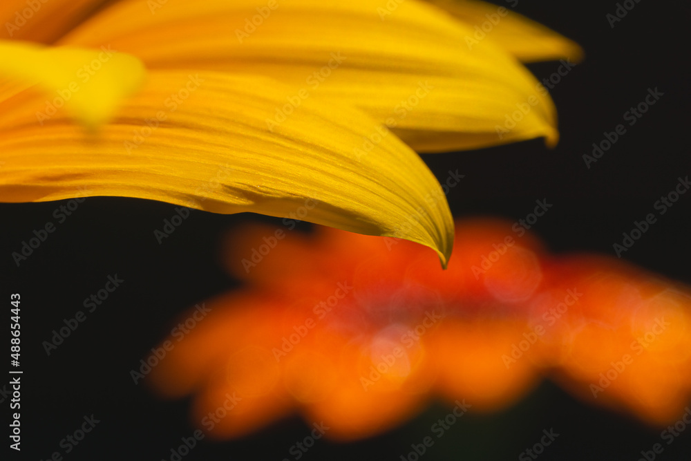 Close up yellow gazania flower petal view in front of blurred orange gazania flower. Close up yellow gazania flower petal view in front of blurred orange gazania flower.