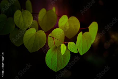 Naklejka Redbud leaves