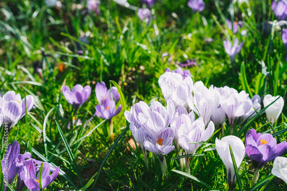 Purple and white crocus flowers in green grass, awakening in spring green grass in a sunny day. Blooming springtime. Soft selective focus. Copy space.