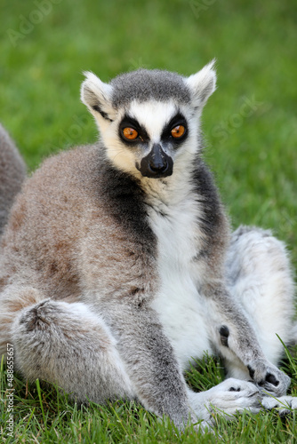 Ring-tailed lemur, animal photography, close up.