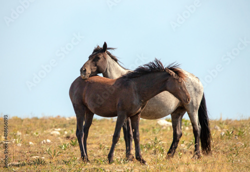 Young black sorrel and blue roan wild horse mustangs colts in the Pryor Mountains wild horse refuge in Montana United States