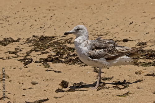 Juvenile speckled grey seagull on a sandy beach