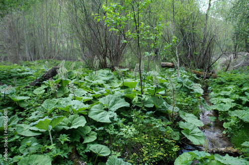 Mystical forest glade in late spring. Lush greenery woke up after hibernation.