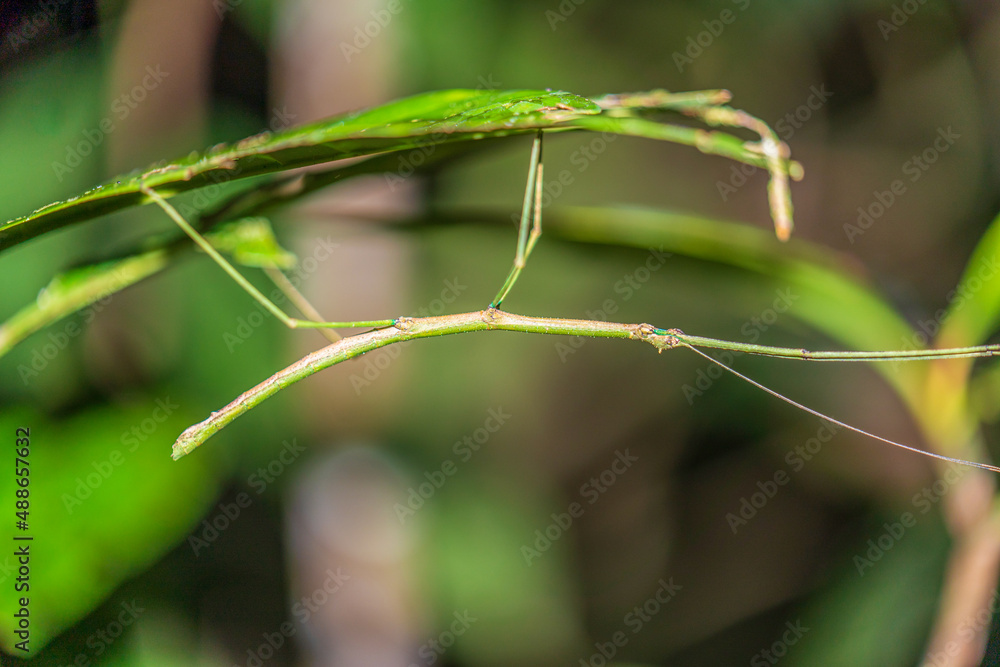 Amazonian bamboo worm disguised as a tree branch Amazonian bamboo worm disguised as a tree branch