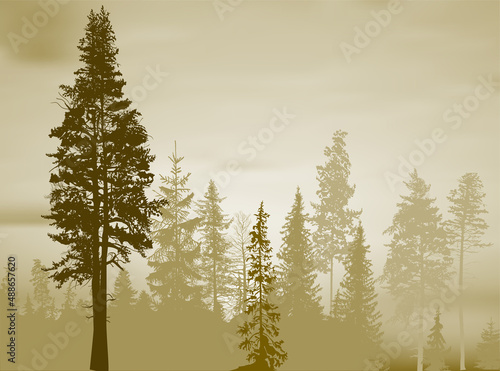 thin firs light brown forest