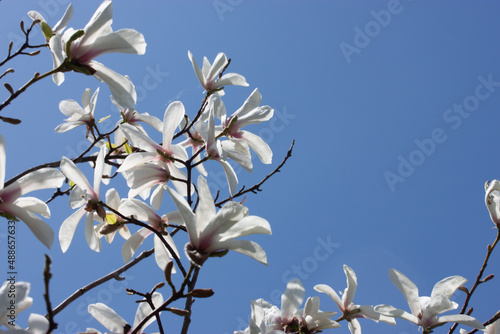 White blooming flowers on a tree in Springtime with blue sky.  The blue leaves room for text usage.