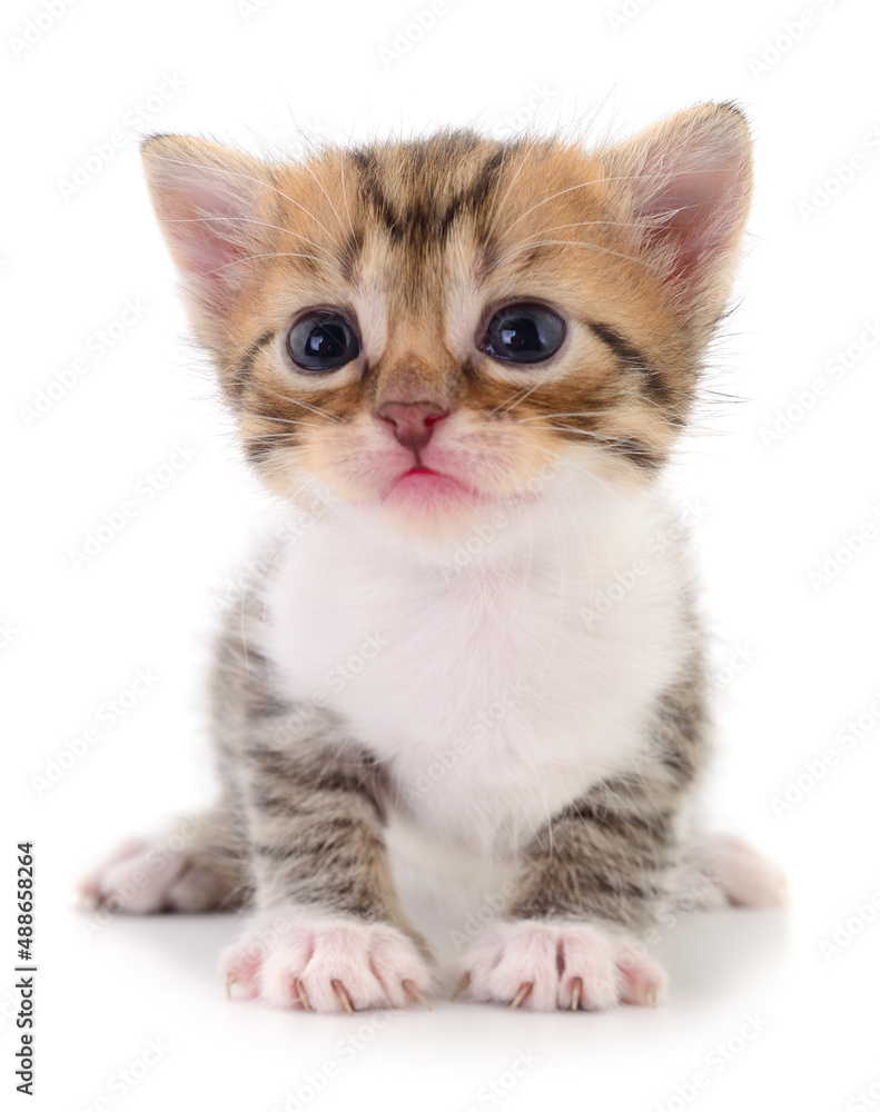Obraz premium Kitten on white background.