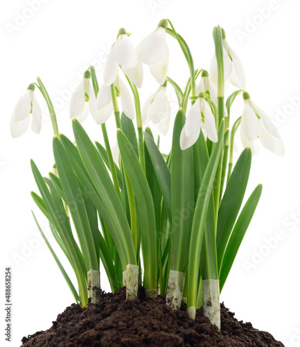 Snowdrops on white.