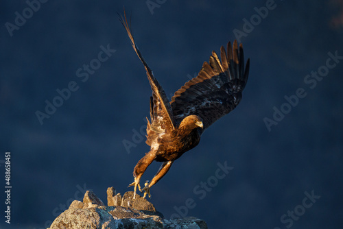 A beautiful shot of a golden eagle on a blue sky background