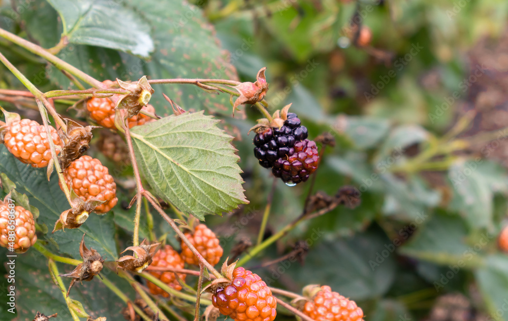 berries on a branch berries on a branch