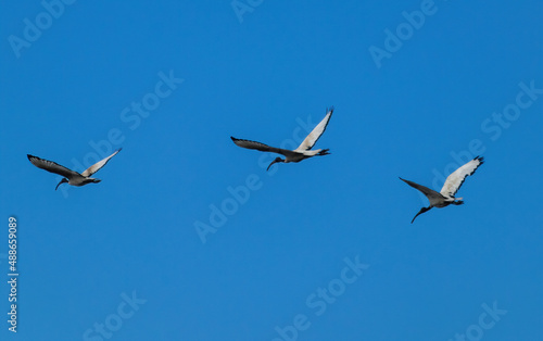 gruppo di ibis in voloorizzontale