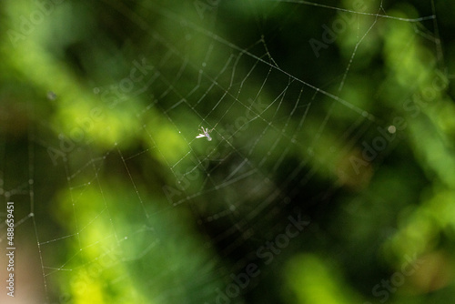 a fly caught in a spider web