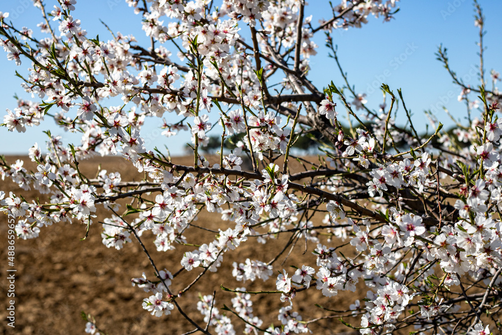 Almond tree in bloom with blue sky in the background Almond tree in bloom with blue sky in the background